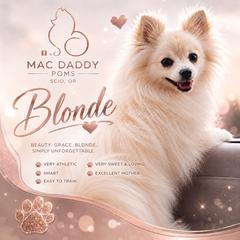 Blonde - Pomeranian