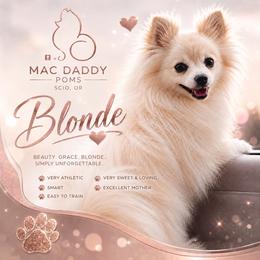 Blonde - Pomeranian