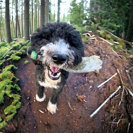 Zelda - Bernedoodle