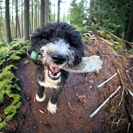 Zelda - Bernedoodle