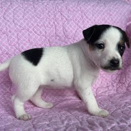Girl 3 - Tri-color female Jack Russell Terrier puppy in Robstown, Texas from Smokin Pistol Jack Russell Terriers