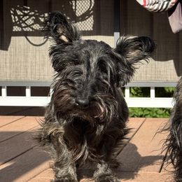 Piper - Scottish Terrier