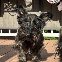 Piper - Scottish Terrier