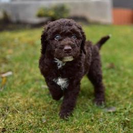 Australian Labradoodles from Companion Pups NW