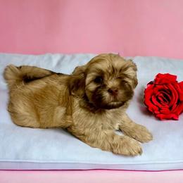 Shihpoo and Shih Tzu Puppies from Lilli’s Shih tzus and Shih poos