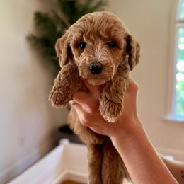 Lime - Apricot female Goldendoodle puppy in Kenansville, North Carolina from J+A Family Doodles