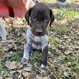 Ace - Liver roan male German Shorthaired Pointer puppy in Oxford, Ohio from LyonHeart