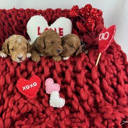 Goldendoodle Puppies from Maryland Designer Doodles