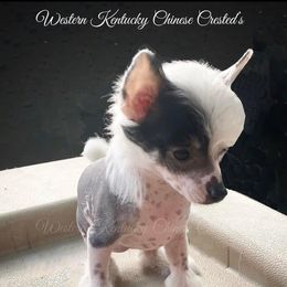 Chihuahua and Chinese Crested Puppies from Western Kentucky Chihuhua and Chinese Crested