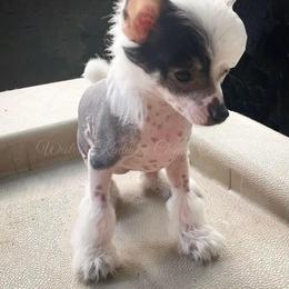 Chihuahua and Chinese Crested Puppies from Western Kentucky Chihuhua and Chinese Crested