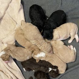 Bernedoodle Puppies from TJ SA Bernedoodles
