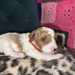 Red Collar - Parti female Goldendoodle puppy in Cocoa, Florida from Leopard n Lace Doodles