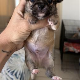 Harry - Fawn male Chihuahua puppy in Spring Hill, Florida from Stardom Chihuahuas & CKCS
