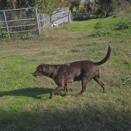 Maggie - Labrador Retriever