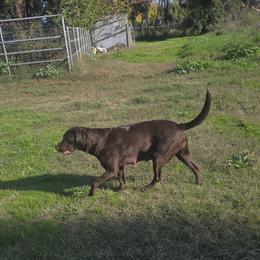Maggie - Labrador Retriever