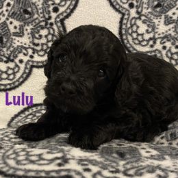 Cockapoo Puppies from Coco's Cocopuffs