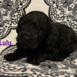 Cockapoo Puppies from Coco's Cocopuffs