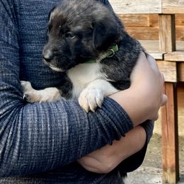 Thing - Brindle male Anatolian Shepherd Dog puppy in Williamsburg, Kentucky from Three Little Birds Farm
