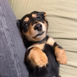 Peach Pie - Black and tan male Dachshund puppy in Ava, Missouri from Beaver Creek Kennels