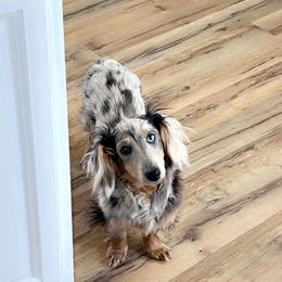 Khalesee - Dapple female Dachshund puppy in Madisonville, Tennessee from L&A Dachshunds