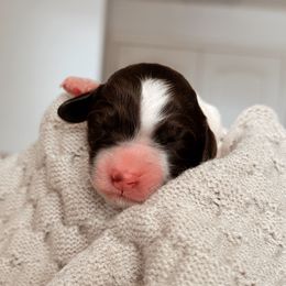 Aurora, Girl - Brown and white female Bernedoodle puppy in Maricopa, Arizona from Desert Ridge Doodles