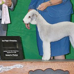 Bedlington Terriers from Brokenstone Bedlingtons