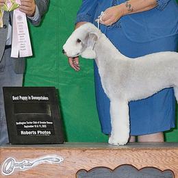 Bedlington Terriers from Brokenstone Bedlingtons