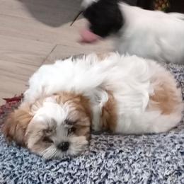 Maybelline - Black gold and white female Shih Tzu puppy in Grand Prairie, Texas from R&R Shih-Tzus & Stud Services