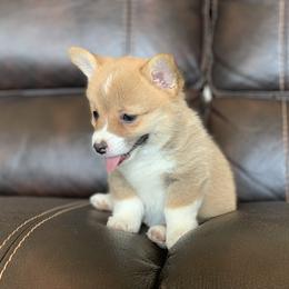 Pembroke Welsh Corgi Puppies from Nunas Corgis