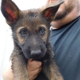 German Shepherd Puppies from Vom Dul Haus German Shepherds