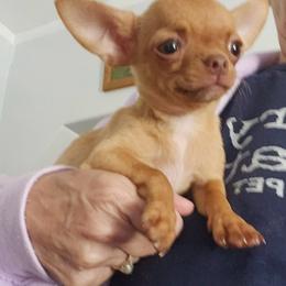 Tiny Tina - Fawn female Chihuahua puppy in Greenfield, Ohio from Paradise Chihuahua Kennel