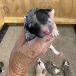 Aussiedoodle, Australian Shepherd, and Toy Australian Shepherd Puppies from Tumblin T Aussies and Aussiedoodles