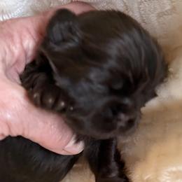 Hannah - Chocolate female Shih Tzu puppy in Tallahassee, Florida from Bows and Bow Ties
