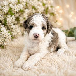 Merlin - Blue merle male Bernedoodle puppy in Myrtle Beach, South Carolina from Colorful-K9'S
