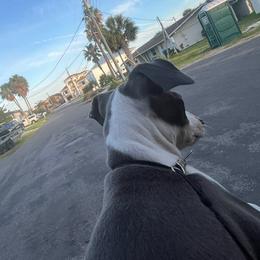 Dutchess (Girl 2) - White and blue female Italian Greyhound puppy in Brooksville, Florida from Fisher Link