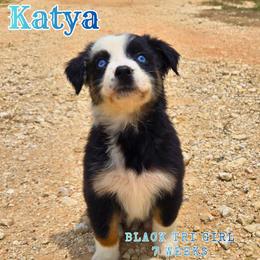 Katya - Black tri-color female Australian Shepherd puppy in Abilene, Texas from S&K Aussies N' Rotties