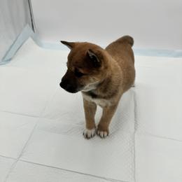 Shiba Inu Puppies from NJ Shiba Baby