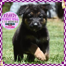 BRANDY IS A BEAUTY - Black and red female German Shepherd puppy in Murrieta, California from Diamond Oaks German Shepherds