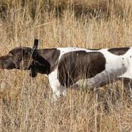 German Shepherds and German Shorthaired Pointers from Z Haus Kennels