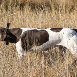 German Shepherds and German Shorthaired Pointers from Z Haus Kennels