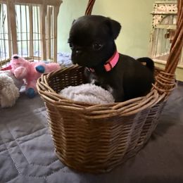 Poppy PINK COLLAR - Black female Pug puppy in Hesperia, Michigan from Manistee Farms