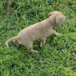 Yvette - Merle female Great Dane puppy in Jerusalem, Arkansas from Mara Danes