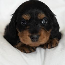 Fawna - Black and tan female Dachshund puppy in Memphis, Tennessee from Lone River Dachshunds