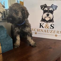 Howie DeWitt - Pepper and salt male Giant Schnauzer puppy in Pearland, Texas from K & S Schnauzers