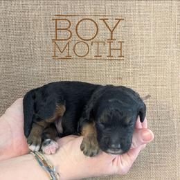 Moth - Phantom male Bernedoodle puppy in Cambridge, Minnesota from Country Meadow Doodles