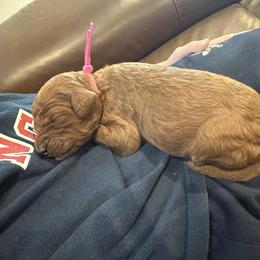 Dark pink - Red  female Poodle puppy in Orange, Connecticut from Shamrock’s Poodles