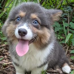 Pembroke Welsh Corgis from Heavenly Corgis