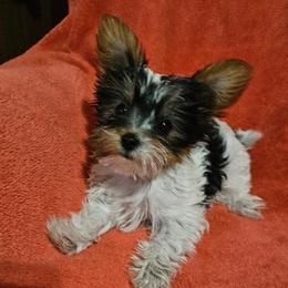 Boy 3 - male Yorkshire Terrier puppy in Moreno Valley, California from Linda's Yorkies
