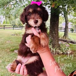 Aussiedoodle and Goldendoodle Puppies from Lee Family Puppies