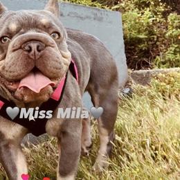 French Bulldog puppies from Matra French Bulldogs